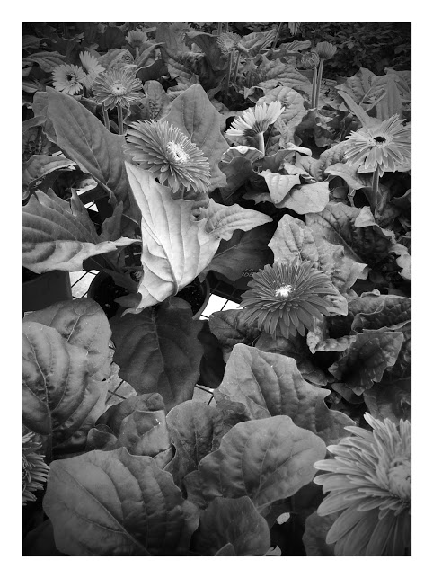 20151109_112136-EFFECTS